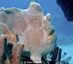 Giant Frog Fish by Ron Caswell 